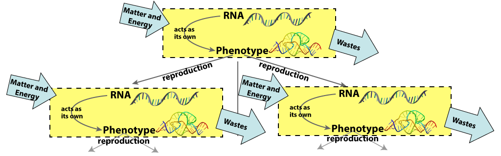 Yellow rectangle with dotted black outline contains RNA with an arrow labeled "actas as its own" pointing to Phenotype. Blue arrow labeled Matter and Energy points into the rectangle on the left. Blue arrow labeled Wastes points away from the rectangle on the right. Two arrows labeled reproduction point to copies of the top rectangle.