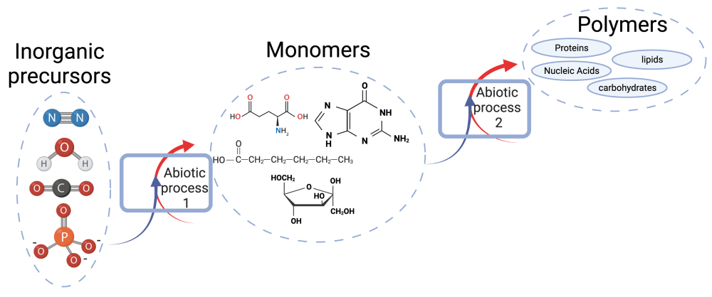 Inorganic precursors such as N2, H2O, CO2, and PO4 three minus undergo abiotic process 1 to produce monomers, which undergo abiotic process 2 to produce polymers such as proteins, nucleic acids, lipids, and carbohydrates.