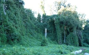 Kudzu overgrowing an area near Atlanta, Georgia