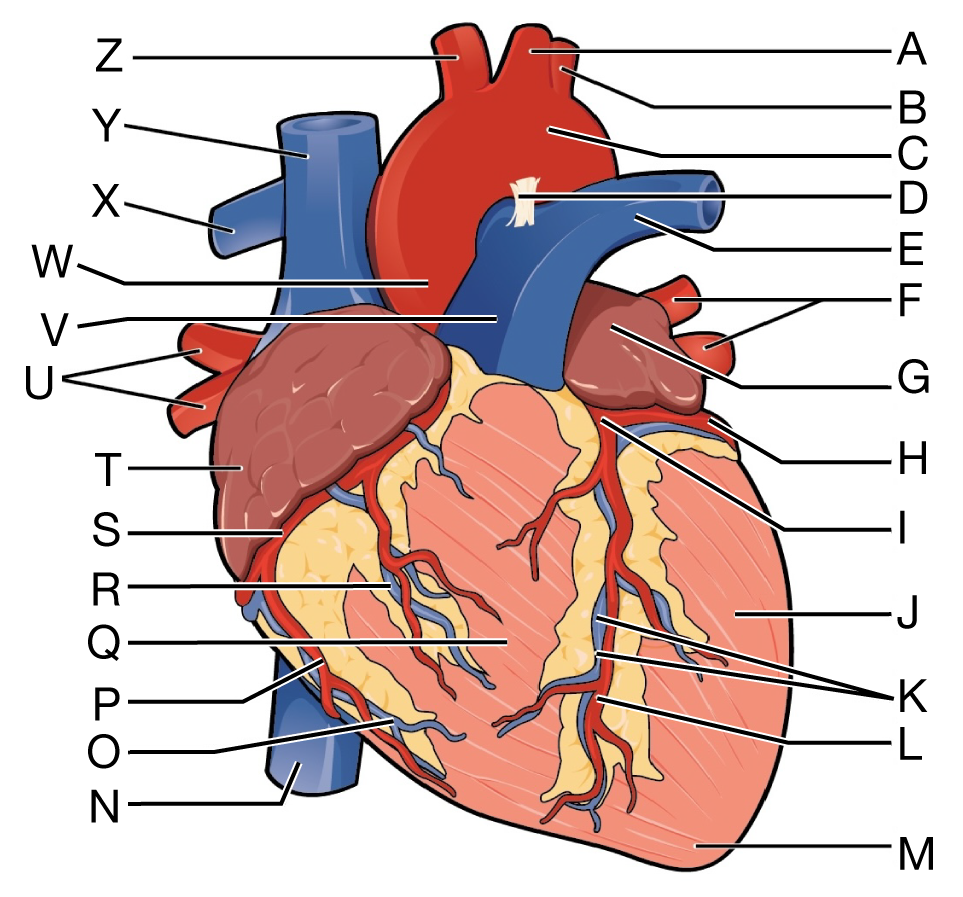 Lettered anterior view of the external anatomy of the heart; A left common carotid artery; B left subclavian artery; C aortic arch; D ligamentum arteriosum; E left pulmonary artery; F left pulmonary veins; G auricle of left atrium; H circumflex artery; I left coronary artery; J left ventricle; K great cardiac vein; L anterior interventricular artery; M apex; N inferior vena cava; O small cardiac vein; P right marginal artery; Q right ventricle; R anterior cardiac vein; S right coronary artery; T right atrial auricle; U right pulmonary veins; V pulmonary trunk; W ascending aorta; X right pulmonary artery; Y superior vena cava; Z brachiocephalic trunk.