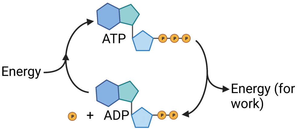Diagram illustrating the ATP–ADP cycle. ATP, shown with three phosphate groups, releases energy for cellular work when one phosphate is removed, forming ADP plus inorganic phosphate (Pi). Energy input is then used to reattach the phosphate, regenerating ATP from ADP.