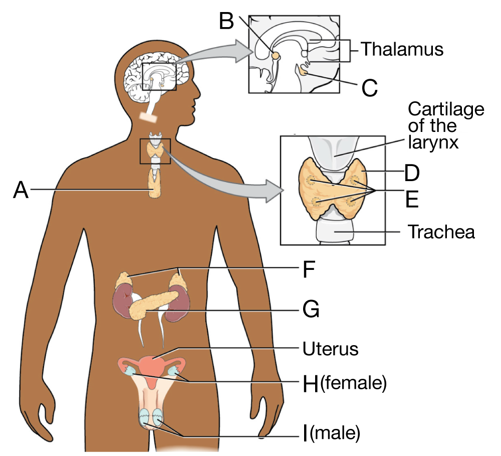 Human endocrine system diagram with lettered labels; A thymus in upper chest; B pineal gland in brain; C pituitary gland below the thalamus; D thyroid gland surrounding the trachea below the larynx; E parathyroid glands on the posterior surface of the thyroid; F adrenal glands sitting atop the kidneys; G pancreas in the abdomen; H ovaries (female); I testes (male).