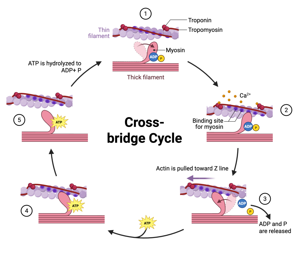 Diagram illustrating the cross-bridge cycle in skeletal muscle contraction. A thin actin filament with troponin and tropomyosin lies above a thick myosin filament. In step 1, the myosin head is cocked with ADP and phosphate attached, while tropomyosin blocks actin-binding sites. In step 2, calcium ions bind to troponin, shifting tropomyosin and exposing actin-binding sites so a cross-bridge forms. In step 3, the myosin head releases ADP and phosphate and performs the power stroke, pulling actin toward the Z line. In step 4, ATP binds to myosin, causing it to detach from actin. In step 5, ATP is hydrolyzed to ADP and phosphate, re-cocking the myosin head and preparing it for another cycle.