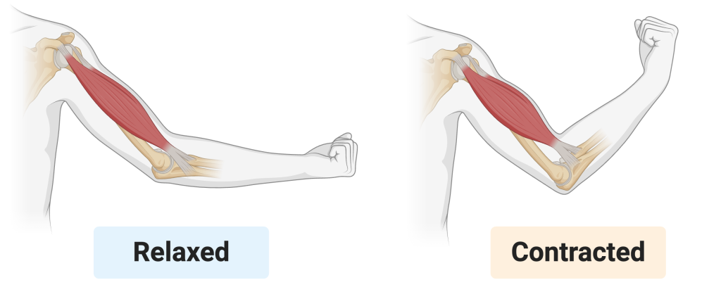 Side-by-side illustrations of an arm showing a skeletal muscle in two states. On the left, the arm is extended and the muscle is relaxed, appearing longer and thinner. On the right, the arm is bent at the elbow and the muscle is contracted, appearing shorter and thicker, pulling the forearm upward.