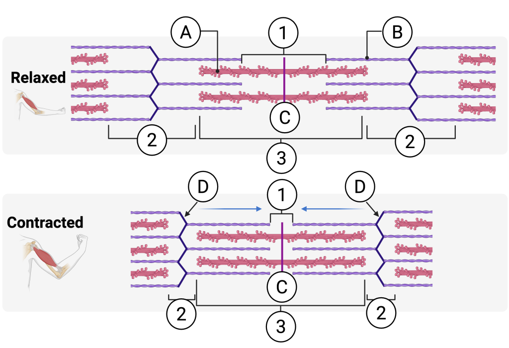 Diagram comparing a relaxed sarcomere (top) and a contracted sarcomere (bottom), with labeled structures. In both panels, thin (actin) filaments extend from Z discs at each end toward the center, while thick (myosin) filaments are located centrally. In the relaxed state, the Z discs are farther apart, the I bands (2) are wider, and a visible H zone (1) lies at the center of the A band (3). The M line (C) marks the midpoint of the sarcomere. In the contracted state, arrows indicate thin filaments sliding inward toward the M line, Z discs move closer together (D), the I bands shorten, and the H zone narrows or disappears, while the A band remains the same length.