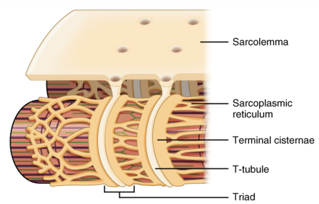 Diagram showing the relationship between the sarcolemma, T-tubules, and sarcoplasmic reticulum in a skeletal muscle fiber. The sarcolemma forms the outer membrane and invaginates inward as T-tubules. The sarcoplasmic reticulum surrounds the myofibrils, with enlarged regions called terminal cisternae positioned next to each T-tubule. Together, one T-tubule and two terminal cisternae form a triad, illustrating how action potentials are carried into the muscle fiber to trigger calcium release from the sarcoplasmic reticulum.