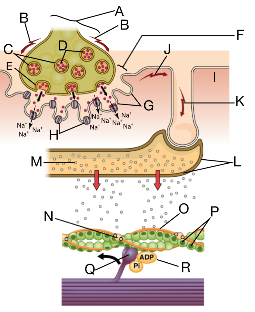 Lettered diagram illustrating excitation–contraction coupling at the neuromuscular junction and within a muscle fiber. At the top, a motor neuron axonal bulb (A) receives a nerve impulse (B). Synaptic vesicles (C) containing acetylcholine (D) fuse with the presynaptic membrane by exocytosis (E), releasing neurotransmitter into the synaptic cleft (F). Acetylcholine binds to receptors on the motor end plate (G), opening ligand-gated sodium channels (H) and allowing Na⁺ to enter the muscle fiber. This initiates an action potential (J) that travels along the sarcolemma (I) and down T-tubules (K). The action potential triggers calcium release (M) from the sarcoplasmic reticulum (L) into the sarcoplasm. Calcium binds to troponin (N), shifting tropomyosin (O) away from myosin-binding sites (P) on actin. This allows myosin heads (Q), carrying ADP and phosphate (R), to bind to actin and generate contraction.