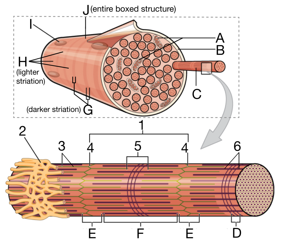 Diagram of a skeletal muscle fiber showing both lettered and numbered labels. The image shows a muscle fiber in cross section containing many myofibrils, surrounded by a membrane and containing nuclei and mitochondria. A single myofibril is shown at higher magnification, highlighting its internal organization into repeating contractile units. These units include regions and structures arranged symmetrically along the length of the myofibril. Arrows indicate the relationship between the whole muscle fiber and the smaller contractile components within it.