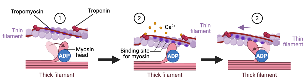 Three-panel diagram illustrating how calcium enables muscle contraction at the molecular level. In panel 1 (relaxed muscle), the thin filament (actin) is shown with tropomyosin covering the myosin-binding sites, while troponin is attached to tropomyosin. A myosin head containing ADP is positioned near the thin filament but cannot bind. In panel 2, calcium ions (Ca²⁺) bind to troponin, causing tropomyosin to shift and expose the myosin-binding sites on actin. In panel 3, the myosin head binds to the exposed site and bends in a power stroke, pulling the thin filament toward the center of the sarcomere. Labels identify tropomyosin, troponin, myosin head, thick filament, thin filament, calcium ions, and the direction of filament movement.