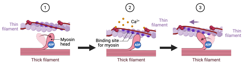Three-panel diagram illustrating the sliding filament mechanism at the molecular level. Panel 1 shows a myosin head on a thick filament with ADP bound, positioned near a thin (actin) filament whose myosin-binding sites are blocked. Panel 2 shows calcium ions (Ca²⁺) binding to the regulatory proteins on the thin filament, exposing the myosin-binding sites so the myosin head can attach. Panel 3 shows the myosin head pivoting (power stroke), pulling the thin filament toward the center of the sarcomere while ADP remains bound, illustrating how filament sliding produces muscle contraction.