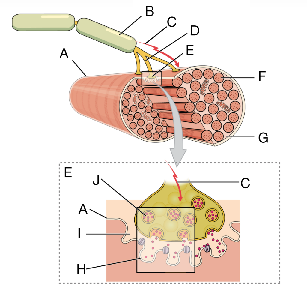Lettered diagram of a neuromuscular junction showing how a motor neuron activates a skeletal muscle fiber. A motor neuron axon (B) carries a nerve impulse (C) to the axon terminal and synaptic end bulbs (D, E), which contact the muscle fiber surface (A). Inside the muscle fiber, many myofibrils (F) are embedded in the sarcoplasm (G). A magnified inset of the synaptic end bulb (E) shows synaptic vesicles containing acetylcholine (J), release of neurotransmitter into the synaptic cleft (I), and binding at receptors on the motor end plate of the sarcolemma (H), illustrating how an action potential triggers muscle excitation.