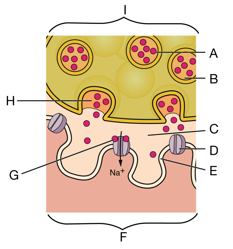 upper region (I) shows the synaptic end bulb of a motor neuron containing synaptic vesicles filled with acetylcholine (A), each vesicle surrounded by a membrane (B). Acetylcholine molecules are released into the synaptic cleft (C). The lower region (F) shows the folded motor end plate of the muscle fiber membrane with ligand-gated sodium (Na⁺) channels (D) embedded in the sarcolemma. Acetylcholine binds to receptors on these channels, allowing sodium ions to enter the muscle fiber (arrow), depolarizing the membrane. Labels also indicate the synaptic cleft space (G), the presynaptic membrane (H), and the postsynaptic membrane folds (E), illustrating how neural signaling triggers muscle excitation.