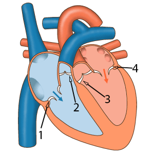 Anatomy of the heart animation. A cross-section shows the four chambers with blood flow indicated by blue and red arrows. Four numbered labels identify the valves. As the heart beats, the atrioventricular valves (1 and 3) and semilunar valves (2 and 4) open and close in coordination to direct blood flow.