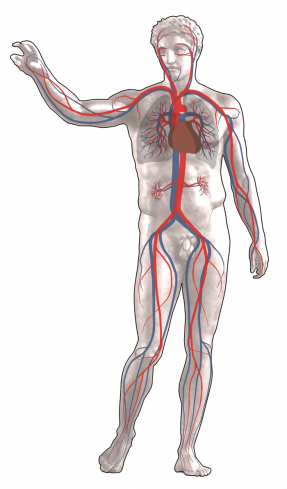 Decorative illustration of a human figure with circulatory system shown